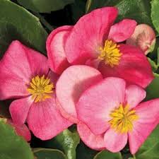 Begonia "Bada Bing Rose"