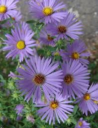 Aster 