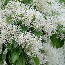 Load image into Gallery viewer, Chionanthus retusus &#39;Chinese Fringetree&#39;
