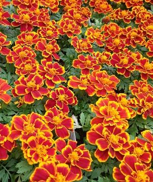 Marigold 