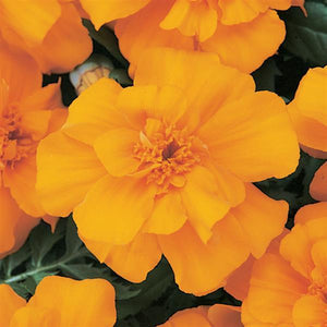 Marigold "Durango Orange"