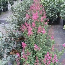 Load image into Gallery viewer, Syringa &quot;Bloomerang&quot; Dwarf Pink Bush Lilac
