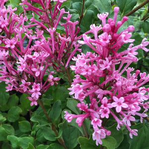 Syringa "Bloomerang" Dwarf Pink Bush Lilac