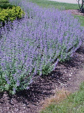 Load image into Gallery viewer, Nepeta &quot;Walker&#39;s Low&#39;&#39; Catmint
