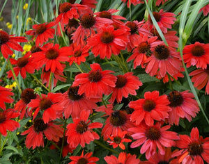 Echinacea balsomsed "Sombrero Red Salsa" Coneflower