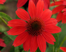 Load image into Gallery viewer, Echinacea balsomsed &quot;Sombrero Red Salsa&quot; Coneflower
