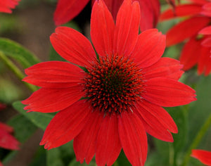 Echinacea balsomsed "Sombrero Red Salsa" Coneflower