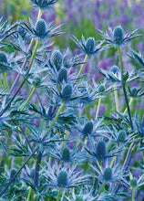 Load image into Gallery viewer, Eryngium zabelii &#39;Big Blue&#39; Sea Holly
