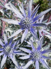 Load image into Gallery viewer, Eryngium zabelii &#39;Big Blue&#39; Sea Holly
