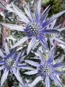 Eryngium zabelii 'Big Blue' Sea Holly