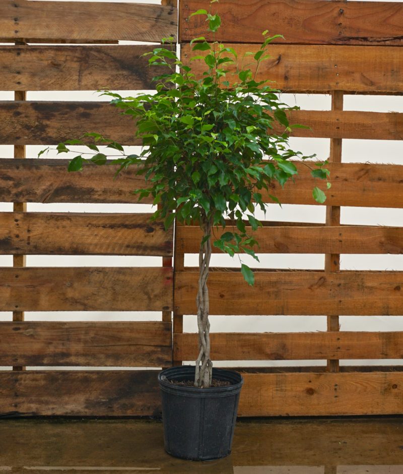 Ficus 'Benjamina Braid'