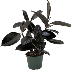 burgundy indoor plants Ficus 'Burgundy' Rubber Plant – Denchfield Nursery, Inc
