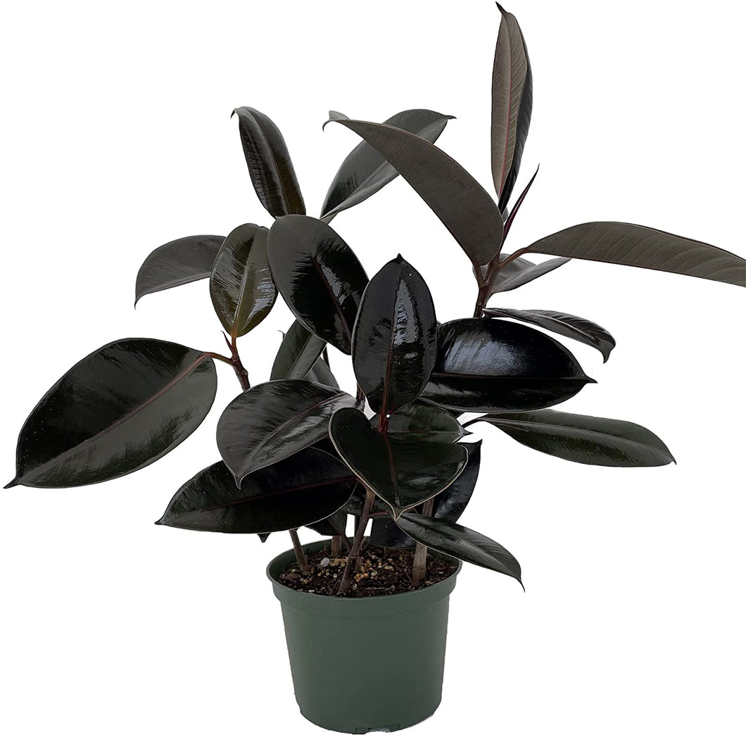 black rubber tree plant Ficus 'Burgundy' Rubber Plant – Denchfield Nursery, Inc
