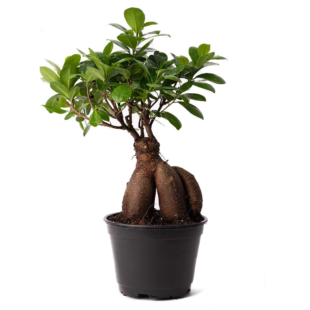 Ficus 'Ginseng' Bonsai Tree