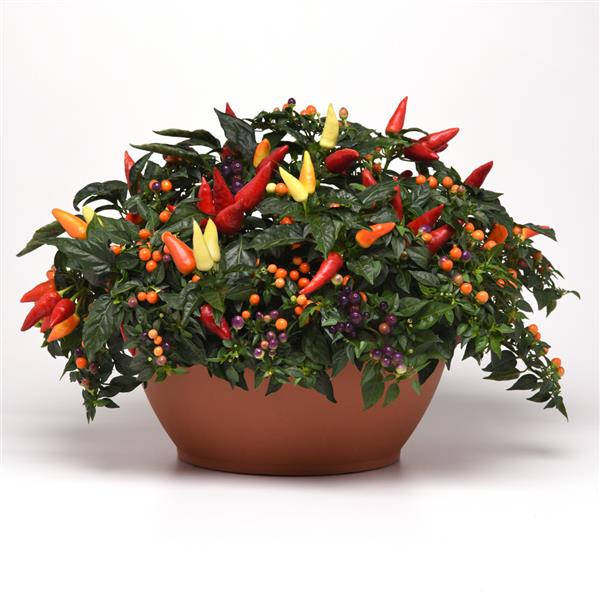 Ornamental Pepper 'Firelighter' Bowl