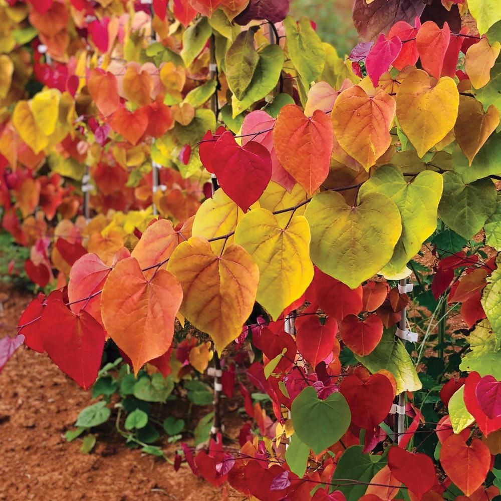 Cercis canadensis 'Flame Thrower' Redbud