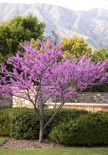 Load image into Gallery viewer, Cercis canadensis &#39;Forest Pansy&#39; Redbud
