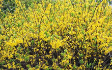 Load image into Gallery viewer, Forsythia &quot;Lynwood Gold&quot;
