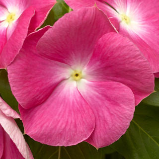Vinca cora 'XDR Pink Halo'
