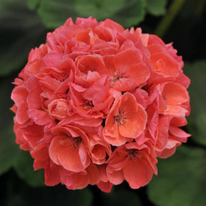 Geranium Zonal 'Darko Salmon'