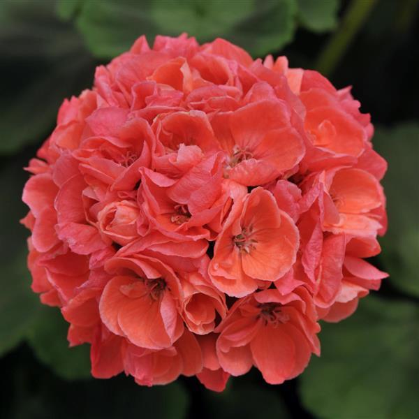 Geranium Zonal 'Darko Salmon'