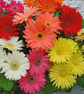 Gerbera Daisy "Mega Revolution Mix” Patio Pot