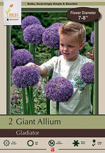 Load image into Gallery viewer, Allium &#39;Gladiator&#39; Bulbs (2)
