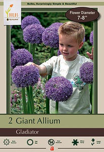 Allium 'Gladiator' Bulbs (2)