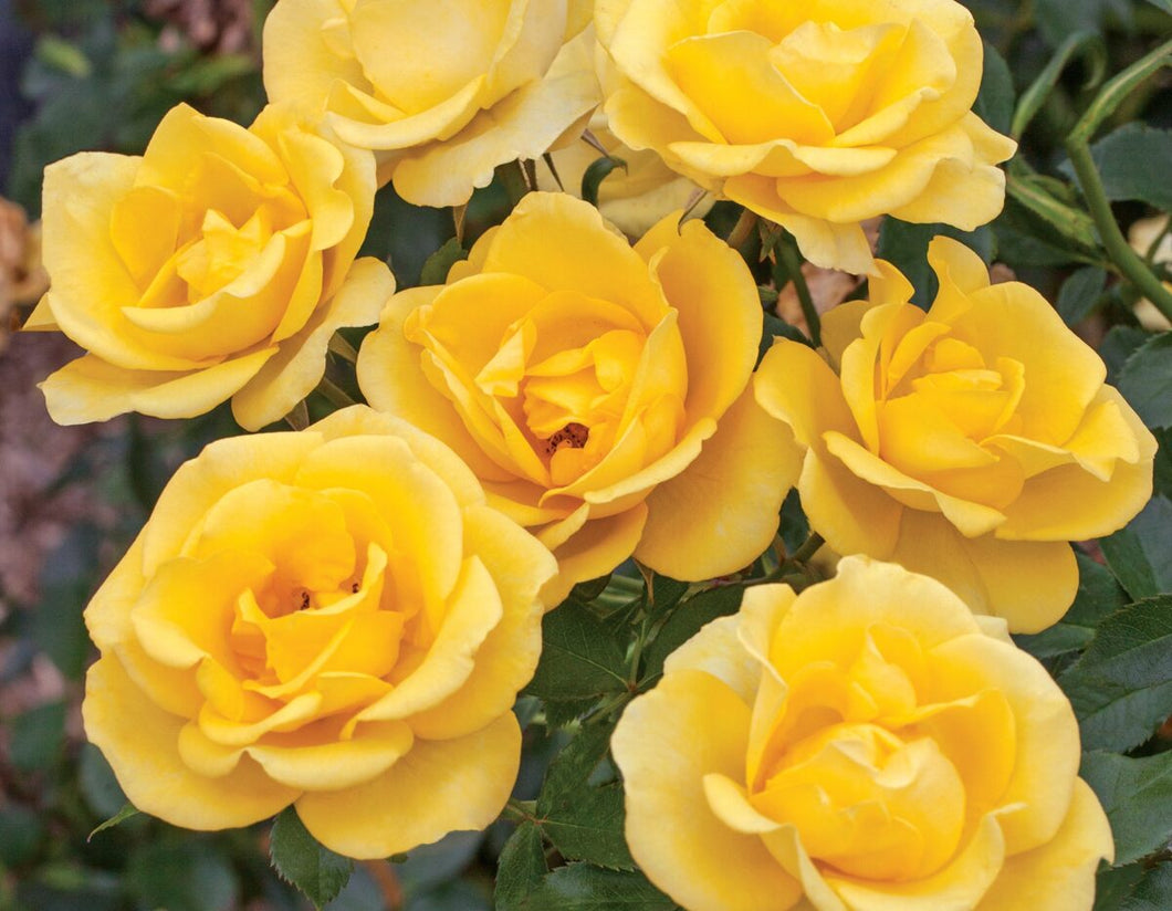 Rosa 'Gilded Sun' Rose Bush