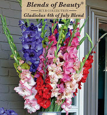 Gladiolus '4th of July Blend' Bulbs (30)