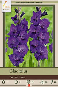 Gladiolus 'Large Flowering Purple Flora' Bulbs (10)