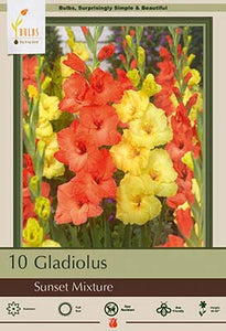Gladiolus 'Large Flowering Sunset Mix' Bulbs (10)