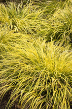 Load image into Gallery viewer, Acorus gramineus &#39;Ogon&#39; Grass
