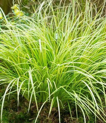 Acorus gramineus 'Ogon' Grass