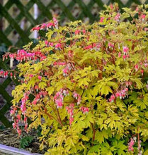 Load image into Gallery viewer, Dicentra spectabilis &#39;Gold Heart&#39;
