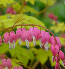 Load image into Gallery viewer, Dicentra spectabilis &#39;Gold Heart&#39;
