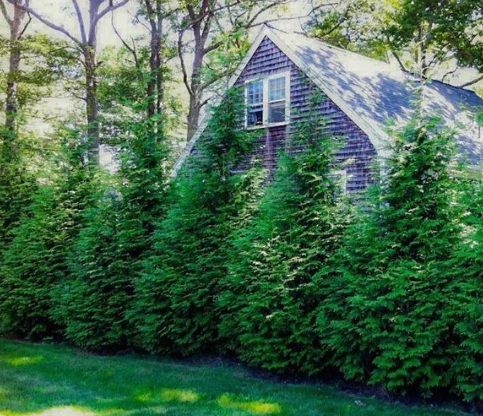 Thuja 'Green Giant' Arborvitae – Denchfield Nursery, Inc