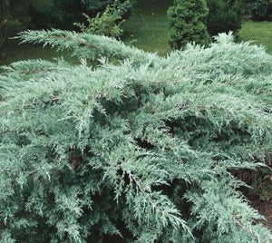 Juniperus virginiana 'Grey Owl' Juniper