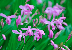 Bletilla striata "Chinese Ground Orchid"