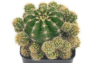 Cactus Assorted