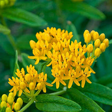 Load image into Gallery viewer, Butterfly Flower Milkweed Asclepias &quot;Hello Yellow&quot;
