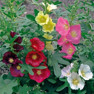 Hollyhock alcea ficifolia 'Las Vegas'