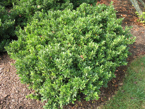 Ilex crenata 'Hoogendorn'