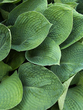 Load image into Gallery viewer, Hosta 'Elegans'
