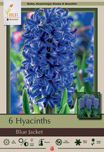 Load image into Gallery viewer, Hyacinth &#39;Blue Jacket&#39; Bulbs (5)
