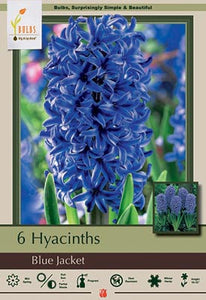 Hyacinth 'Blue Jacket' Bulbs (5)