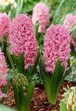 Hyacinth 'Pink Pearl' Bulbs (5)