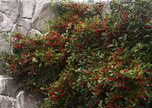Load image into Gallery viewer, Ilex verticillata &#39;Red Sprite&#39; Winterberry
