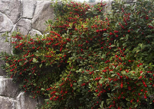 Ilex verticillata 'Red Sprite' Winterberry