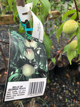 Load image into Gallery viewer, Prunus Persica “Belle of Georgia” Peach Tree
